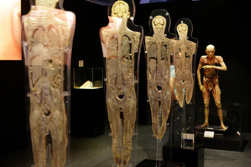 Exposición Human bodies