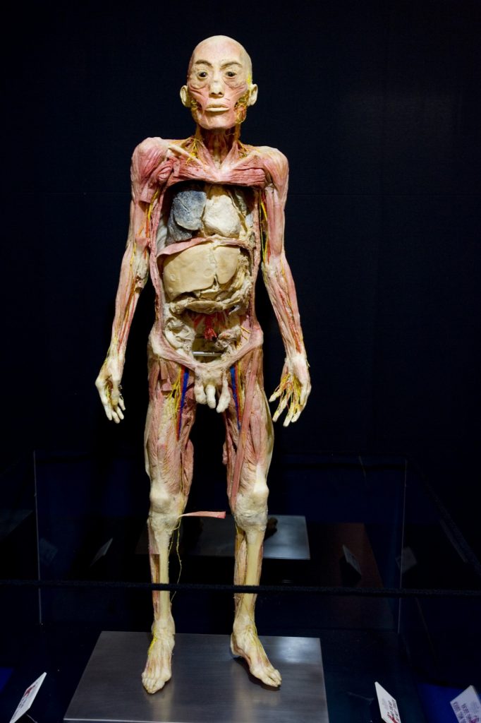 Cuerpo de la muestra de Human Bodies