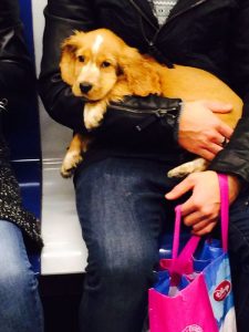 Un perro en el metro de Barcelona