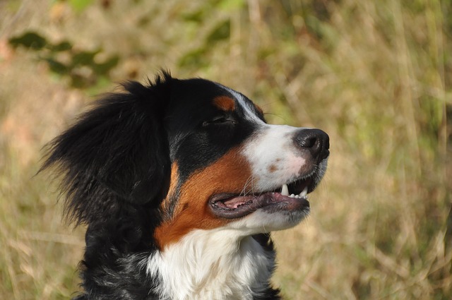 Perros, permitidos en muchos bares de BCN