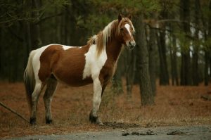 rutas caballo barcelona