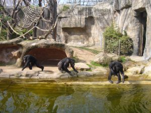zoo de barcelona poblenou niños