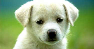 animalistas en barcelona, defensa de animales en barcelona