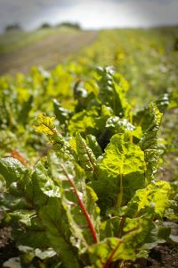 alimentos ecológicos barcelona