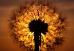 centros de reiki en barcelona