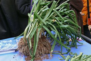 ¿cómo preparar calçots?