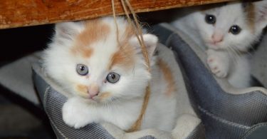 adoptar gatos barcelona