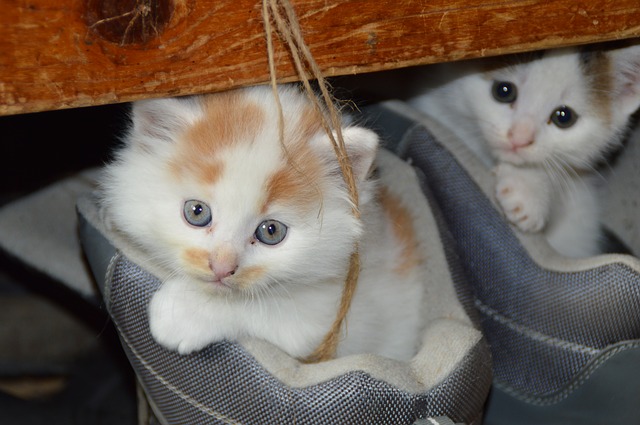 probabilidad también Gran cantidad Cómo y dónde adoptar gatos en Barcelona