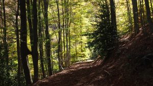 rutas por el Parque Natural del Montseny