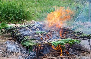 calçots