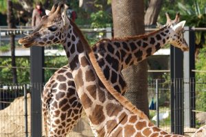 Ofertas zoo Barcelona