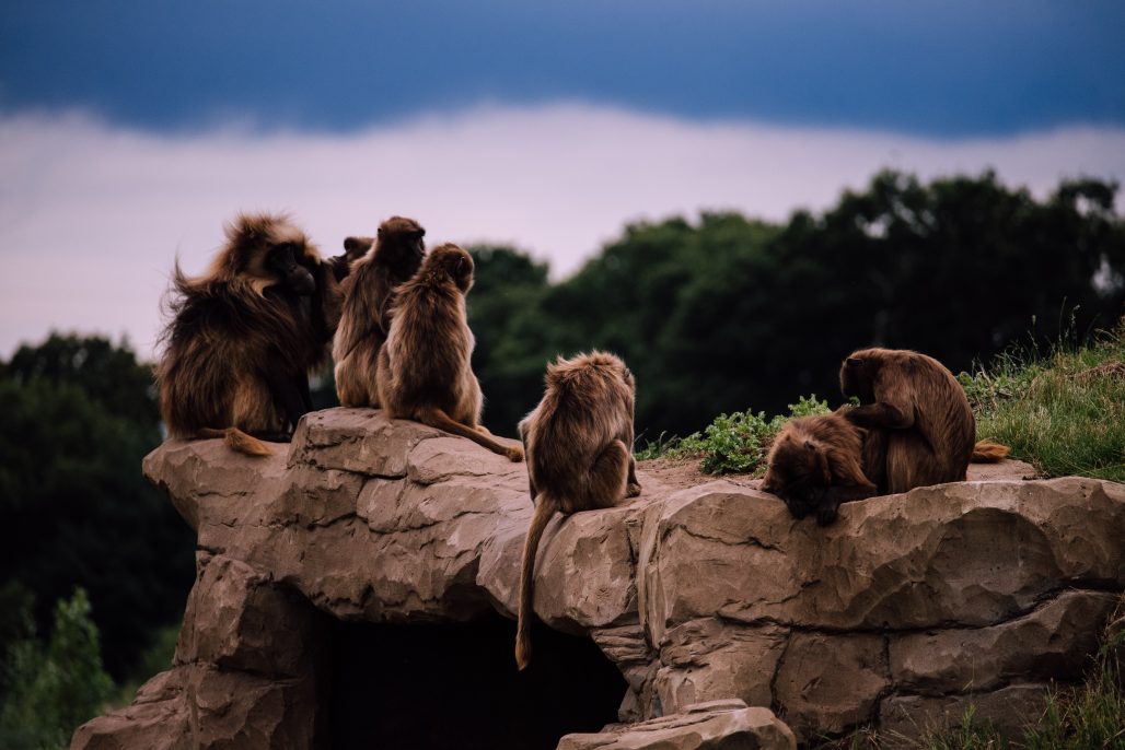 Monos en el zoo de barcelona