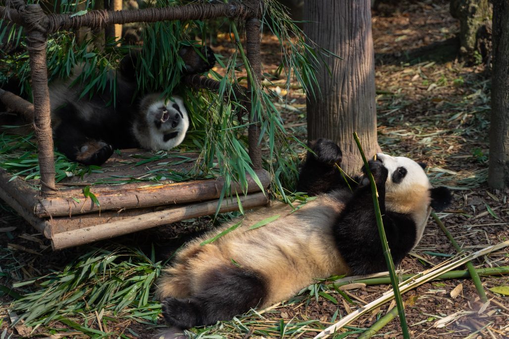 Pandas en el Zoo de Barcelona