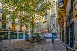 árbol en la plaza de la catedral de barcelona