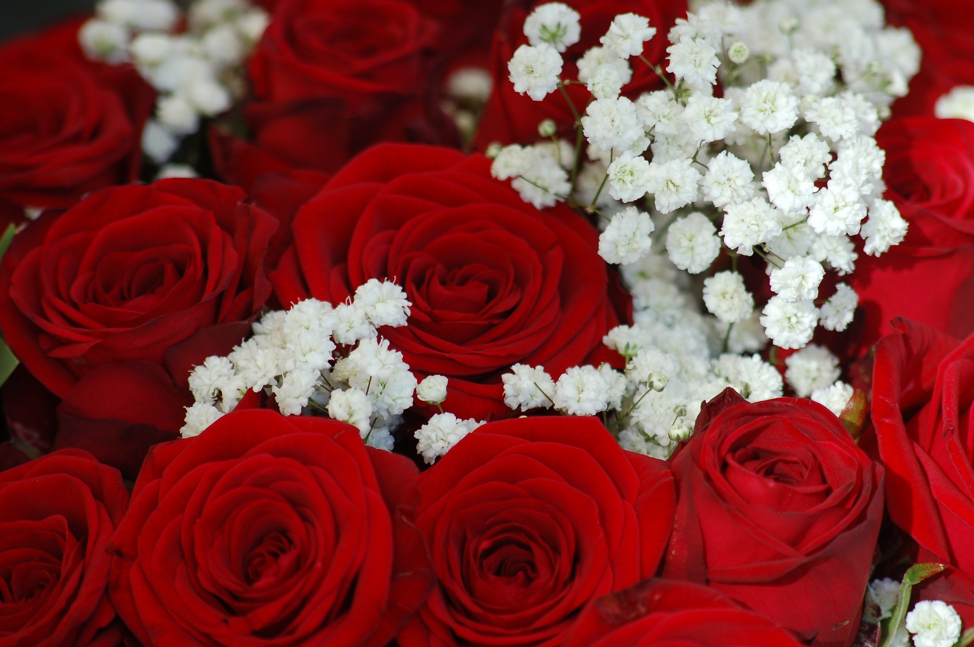 Белая Роза Знакомство Красная Роза Любовь