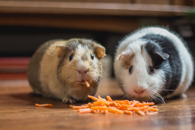 Apartamentos para alugar que aceitam mascotes