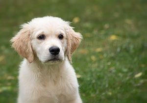 Imagen de un cachorro de labrador amarillo