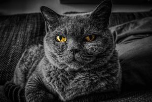 Imagen de un gato gris