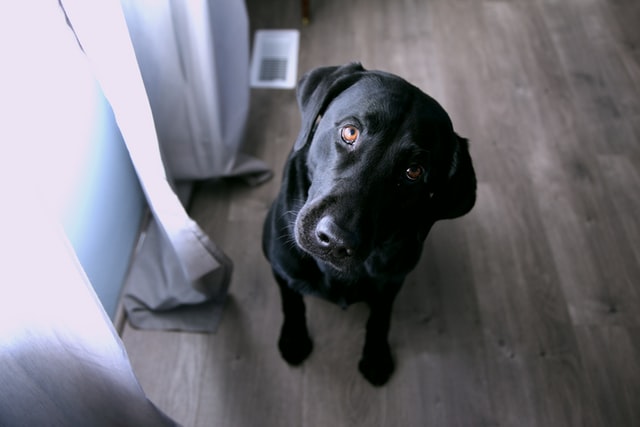 Alugar imóves para cachorros