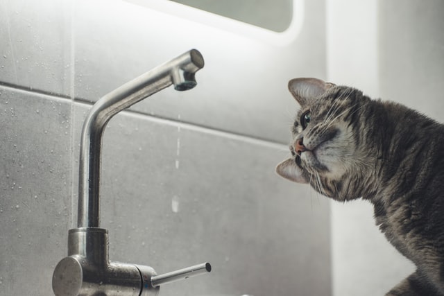 Gato olhando como as gotas de água caem da torneira