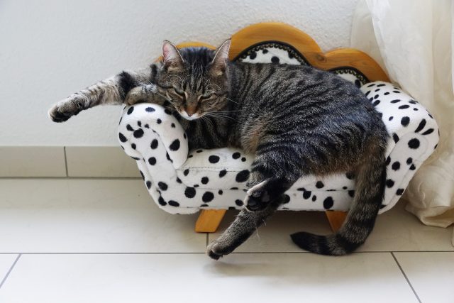 sofá branco e negro cômodo com gato preparado para ver uma maratona de séries