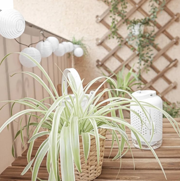 terraza pequeña decorada con plantas bonitas